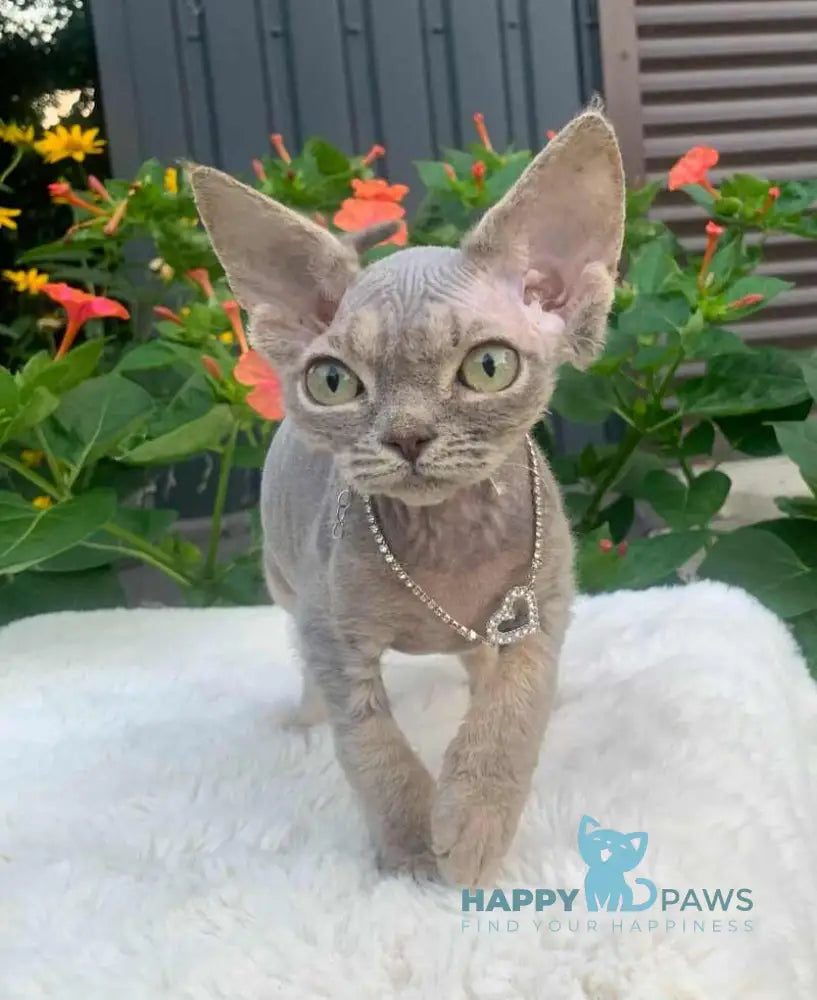 Linda Devon Rex female blue spotted tabby live animals