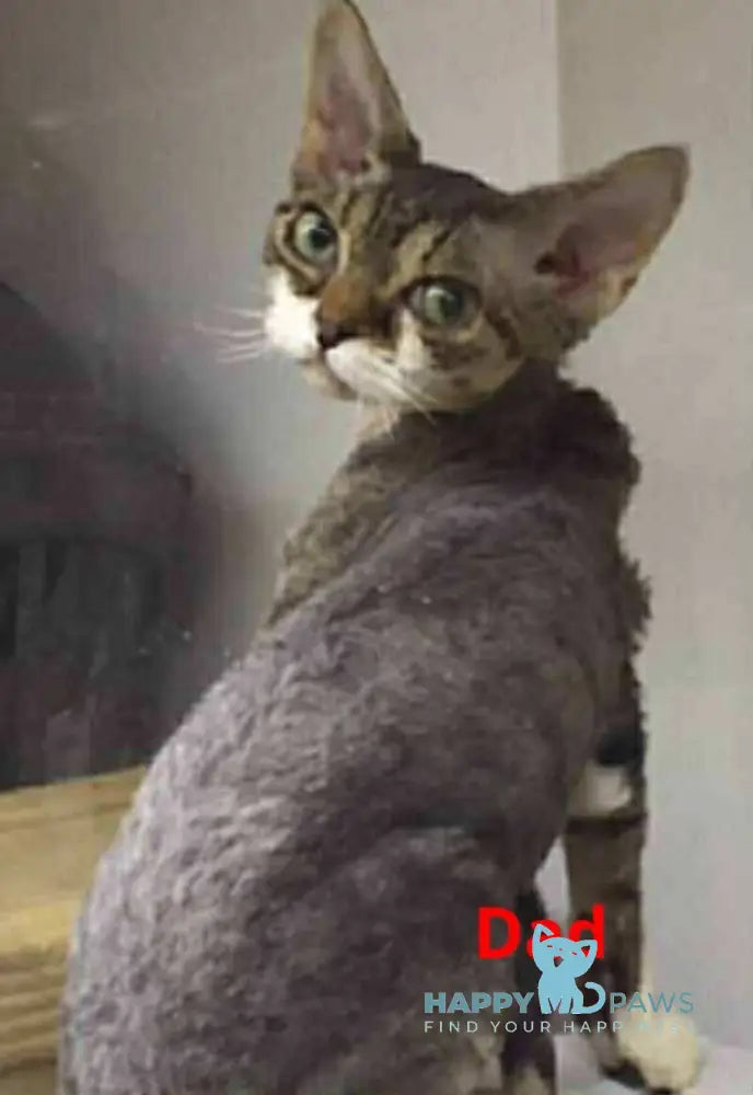 Linda Devon Rex female blue spotted tabby live animals