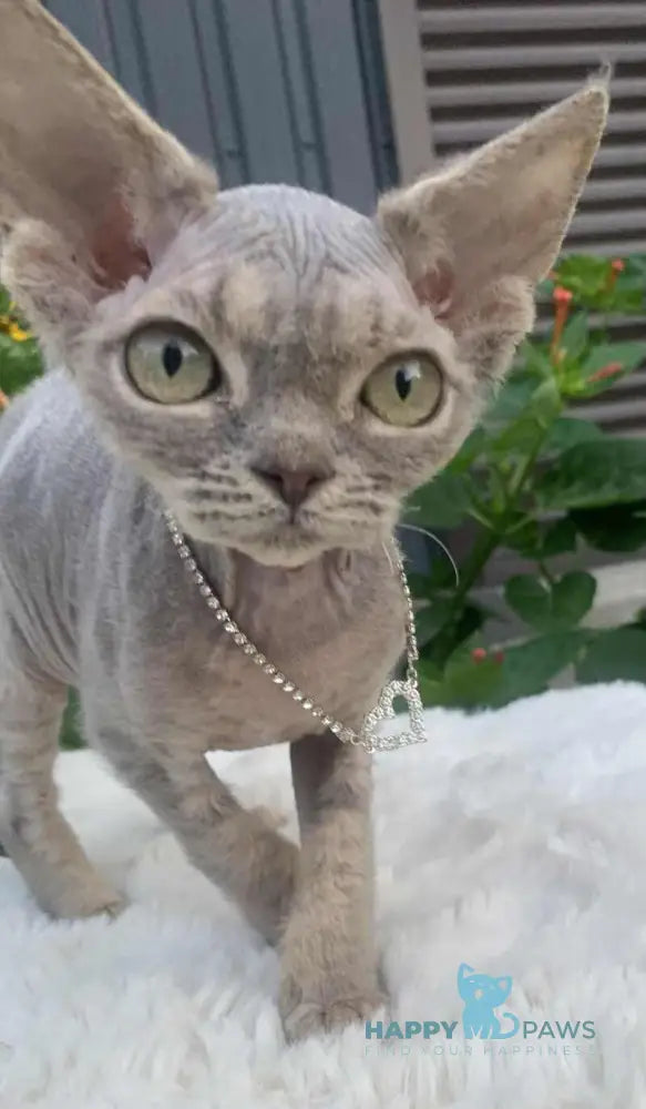 Linda Devon Rex female blue spotted tabby live animals
