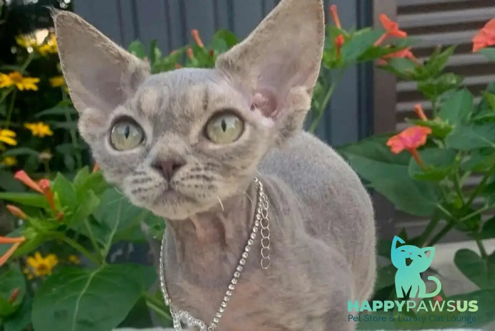 Linda Devon Rex female blue spotted tabby live animals