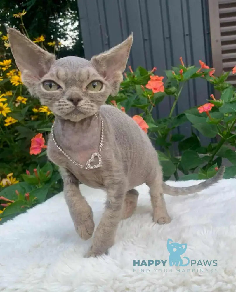 Linda Devon Rex female blue spotted tabby live animals