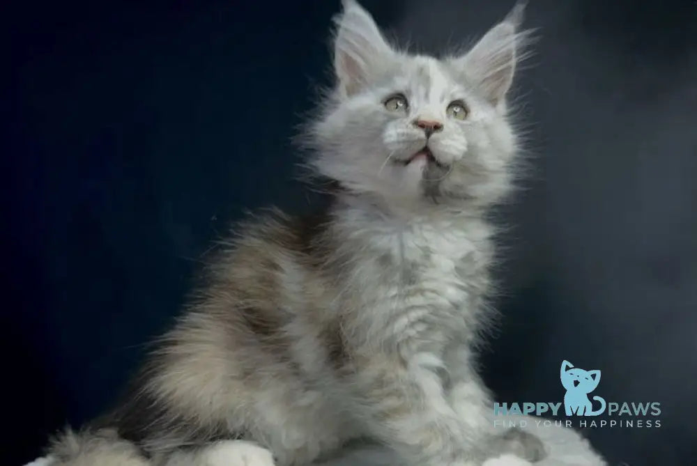 Linda Maine Coon female black tortie silver bicolour live animals