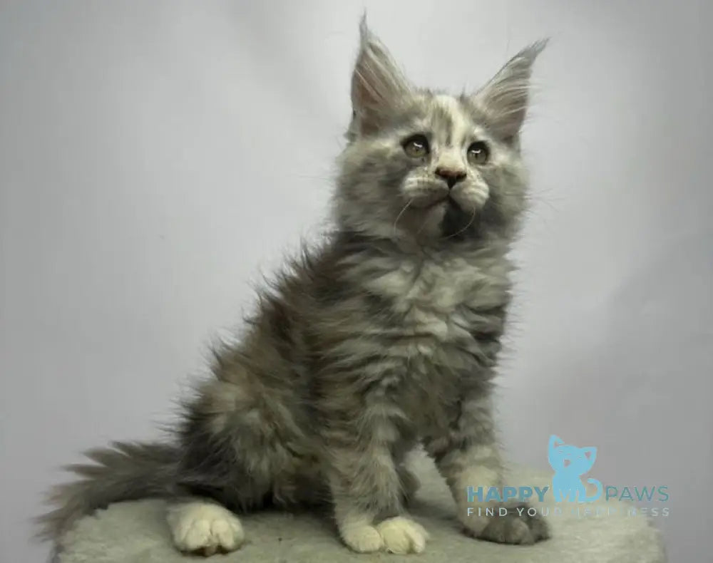 Linda Maine Coon female black tortie silver bicolour live animals
