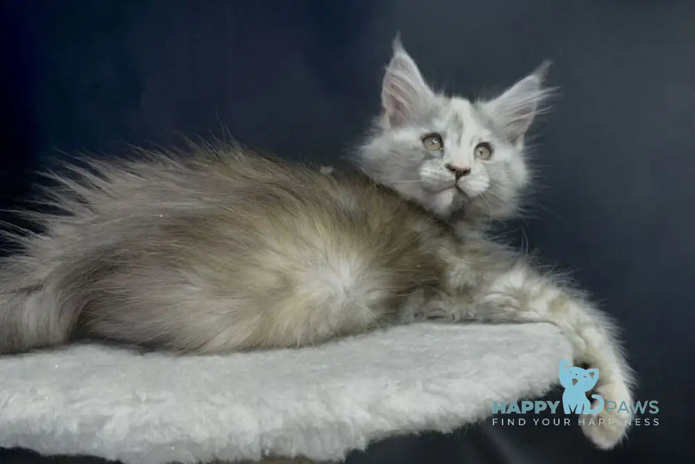 Linda Maine Coon female black tortie silver bicolour live animals