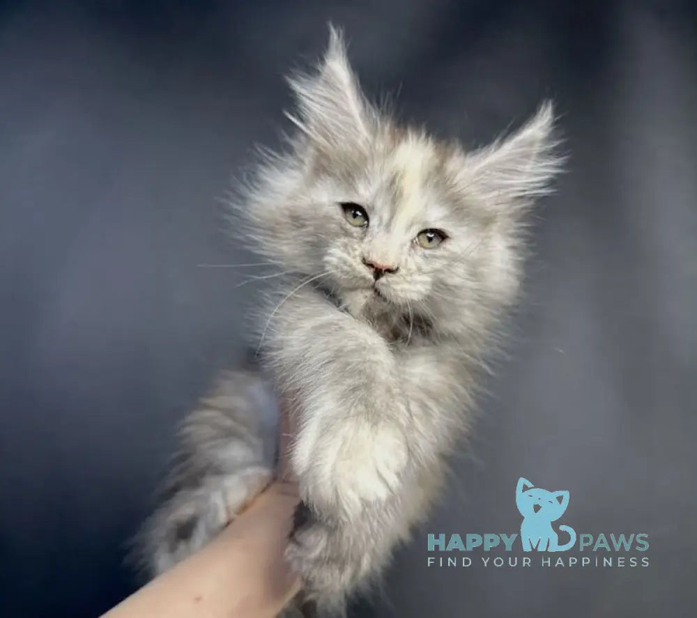 Linda Maine Coon female black tortie silver bicolour live animals