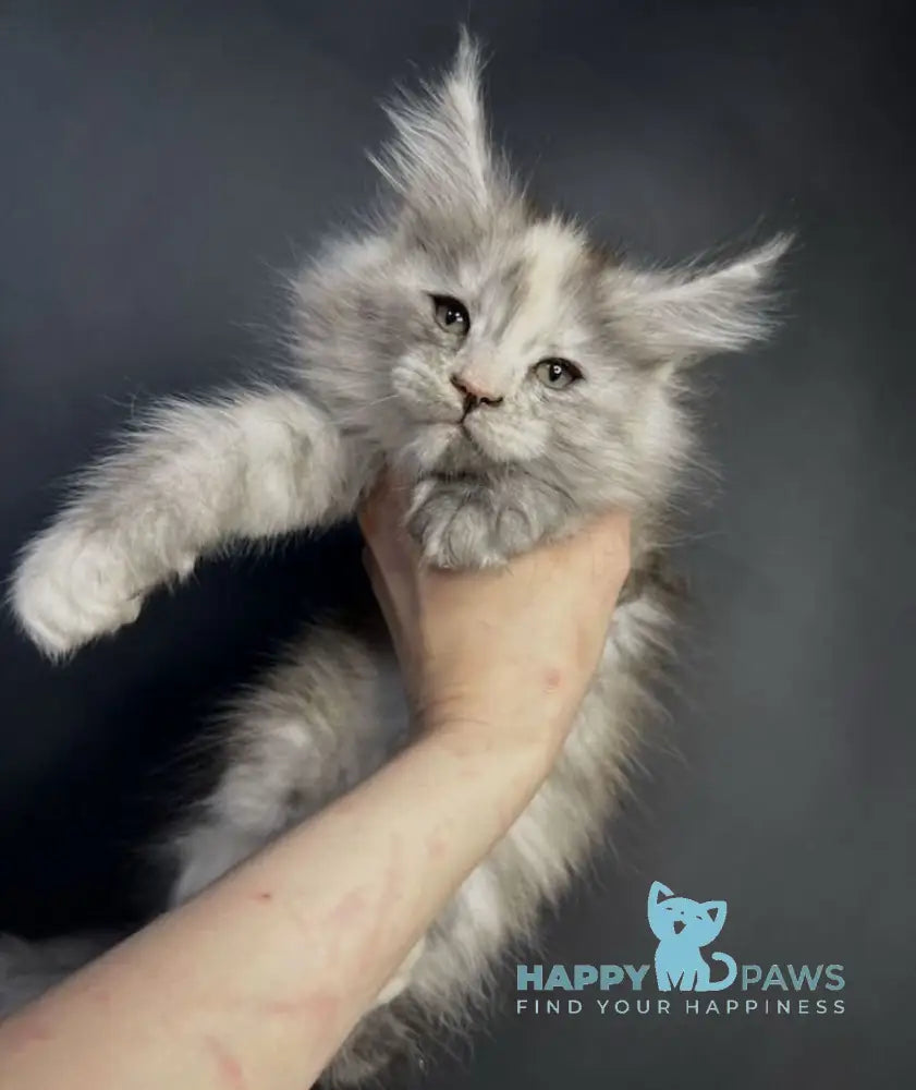 Linda Maine Coon female black tortie silver bicolour live animals