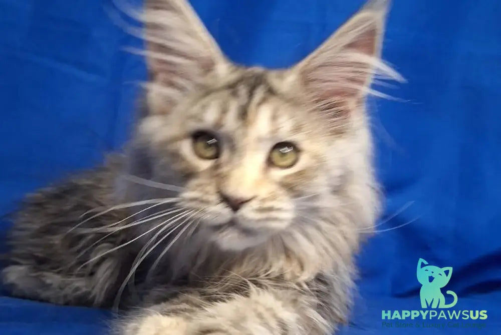 Linda Maine Coon female black tortie silver tabby - live animals