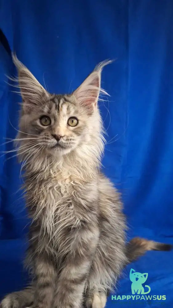 Linda Maine Coon female black tortie silver tabby - live animals