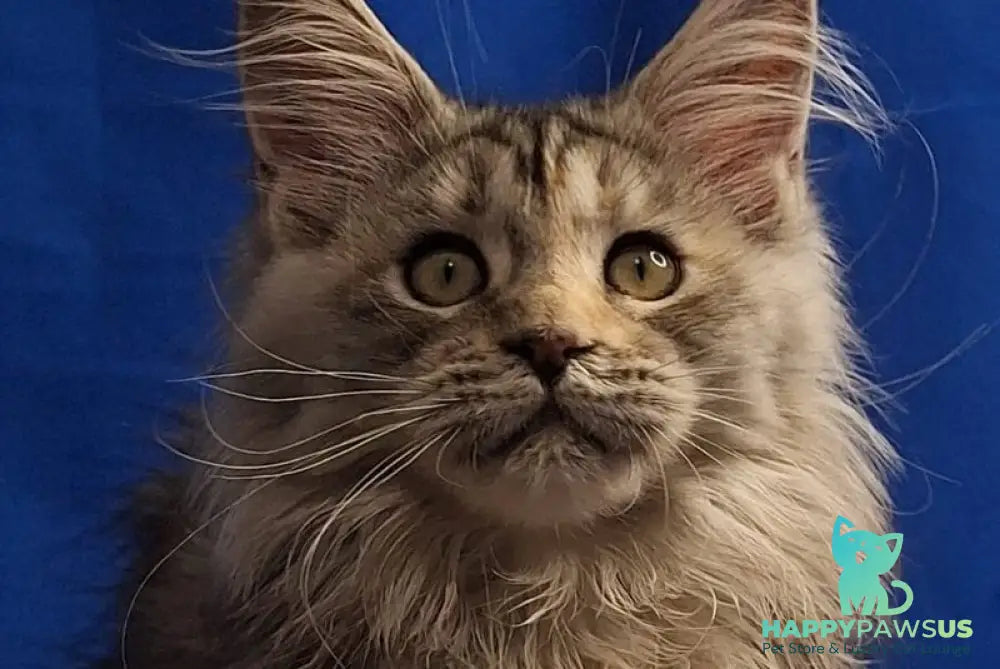 Linda Maine Coon female black tortie silver tabby - live animals