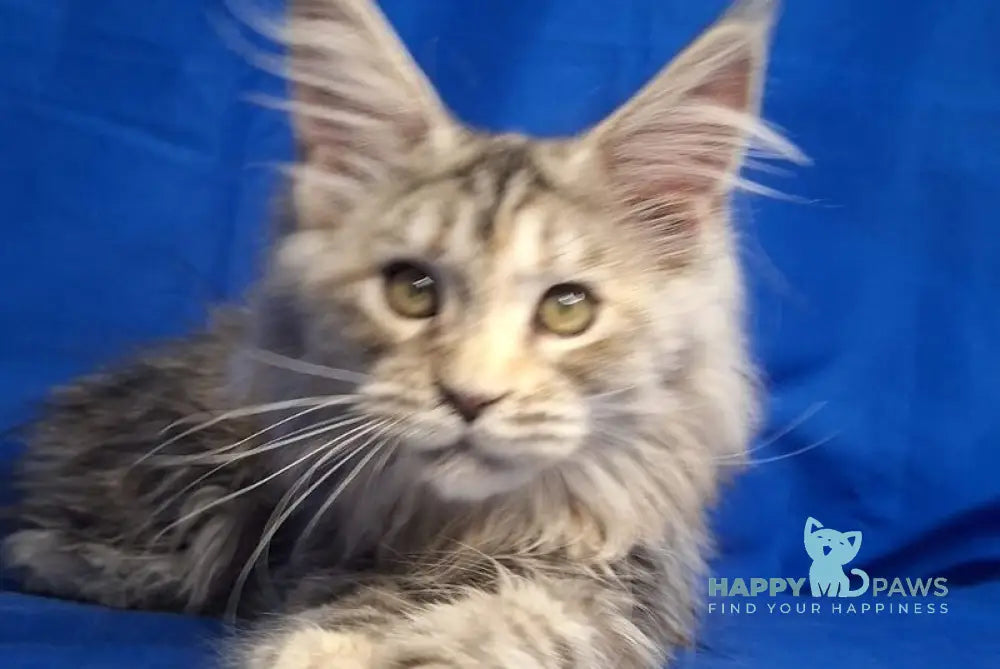 Linda Maine Coon female black tortie silver tabby - live animals