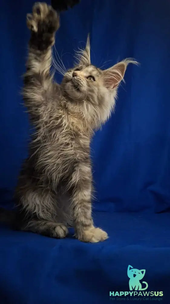 Linda Maine Coon female black tortie silver tabby - live animals