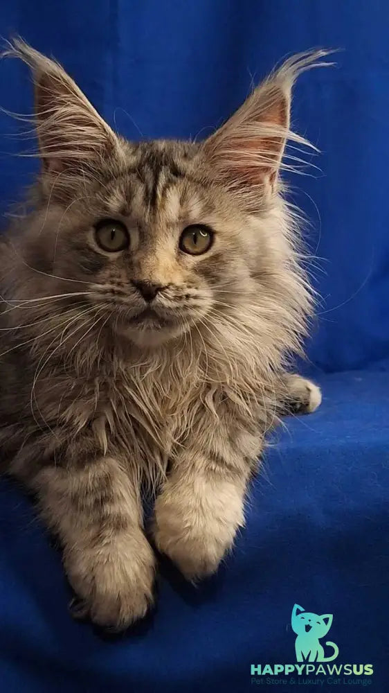 Linda Maine Coon female black tortie silver tabby - live animals