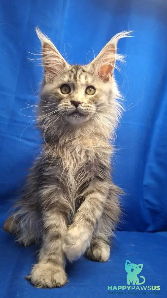 Linda Maine Coon female black tortie silver tabby - live animals