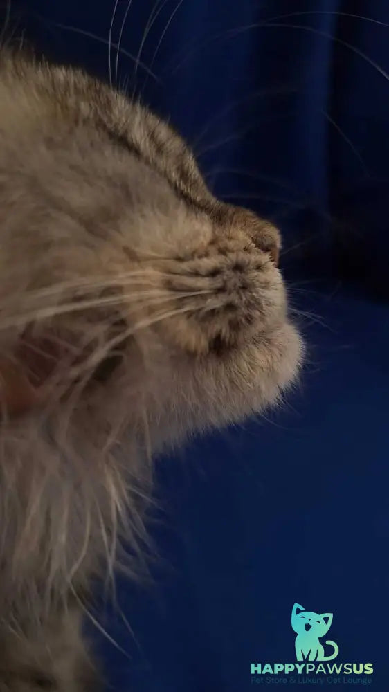 Linda Maine Coon female black tortie silver tabby - live animals