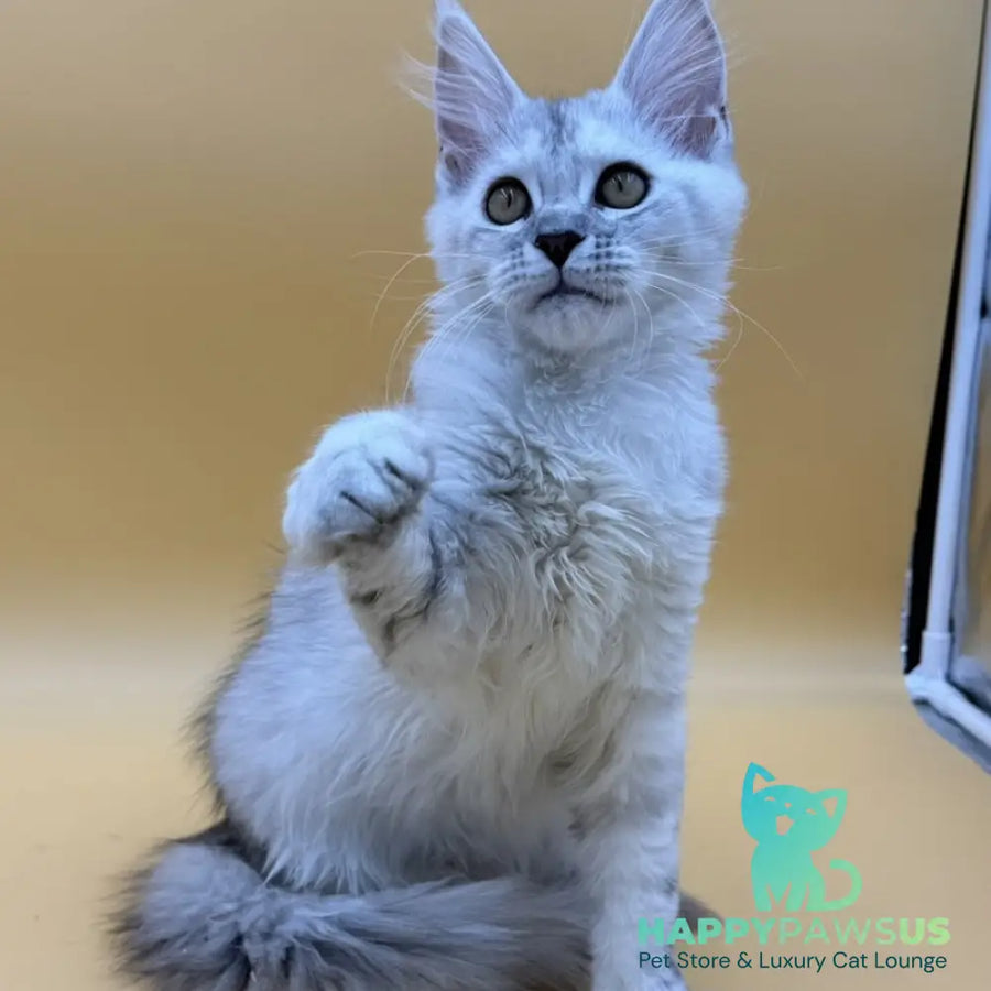 Lindsay Maine Coon female black tortie silver shaded - live animals