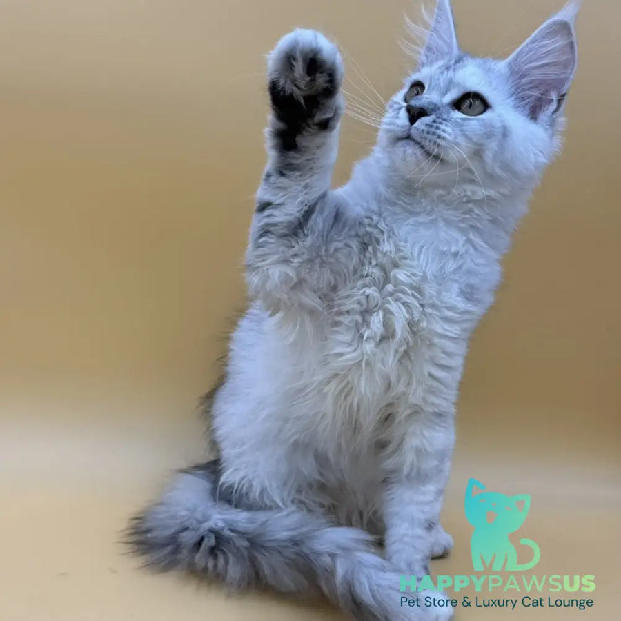 Lindsay Maine Coon female black tortie silver shaded - live animals