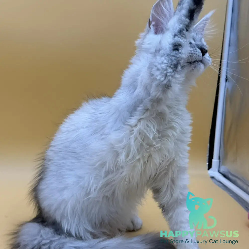Lindsay Maine Coon female black tortie silver shaded - live animals