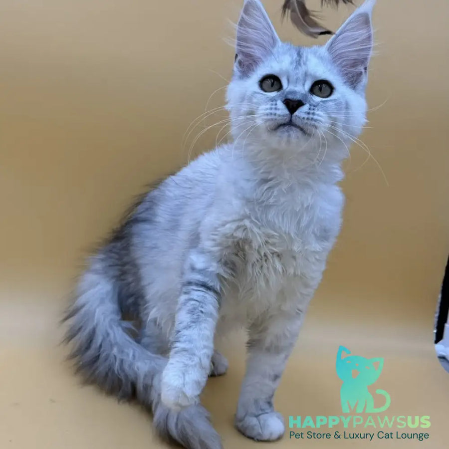 Lindsay Maine Coon female black tortie silver shaded - live animals