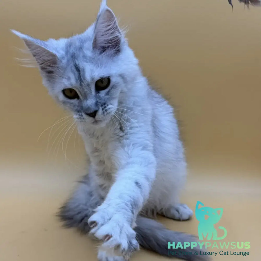 Lindsay Maine Coon female black tortie silver shaded - live animals