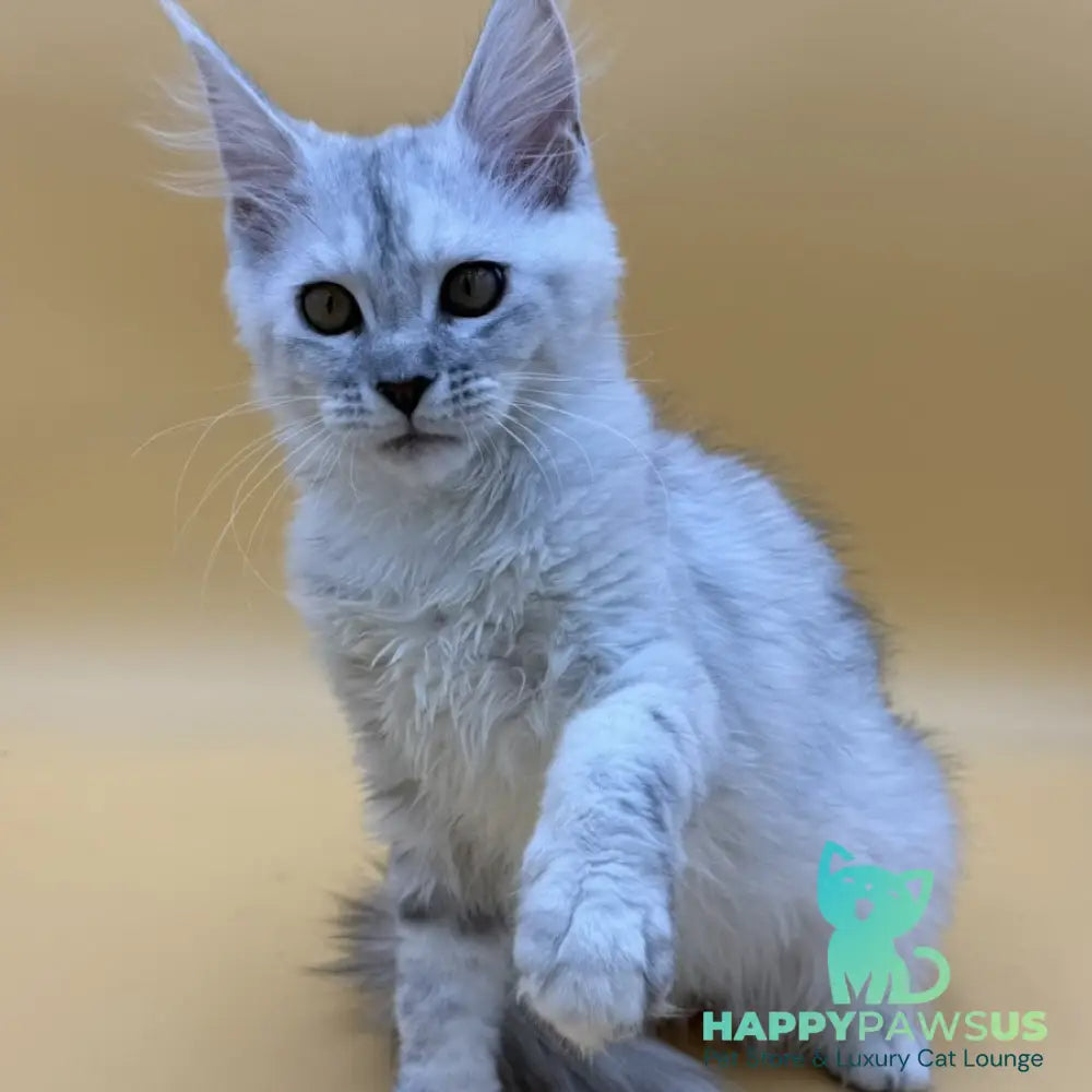 Lindsay Maine Coon female black tortie silver shaded - live animals