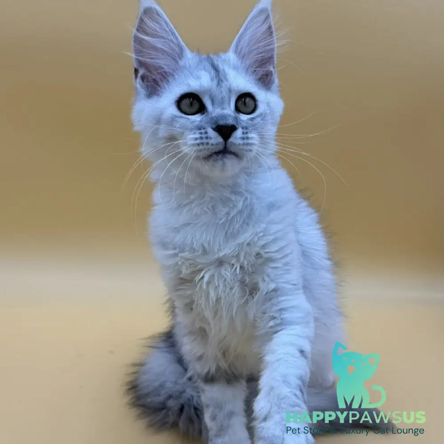 Lindsay Maine Coon female black tortie silver shaded - live animals