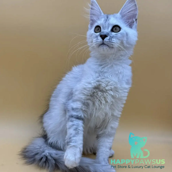 Lindsay Maine Coon female black tortie silver shaded - live animals
