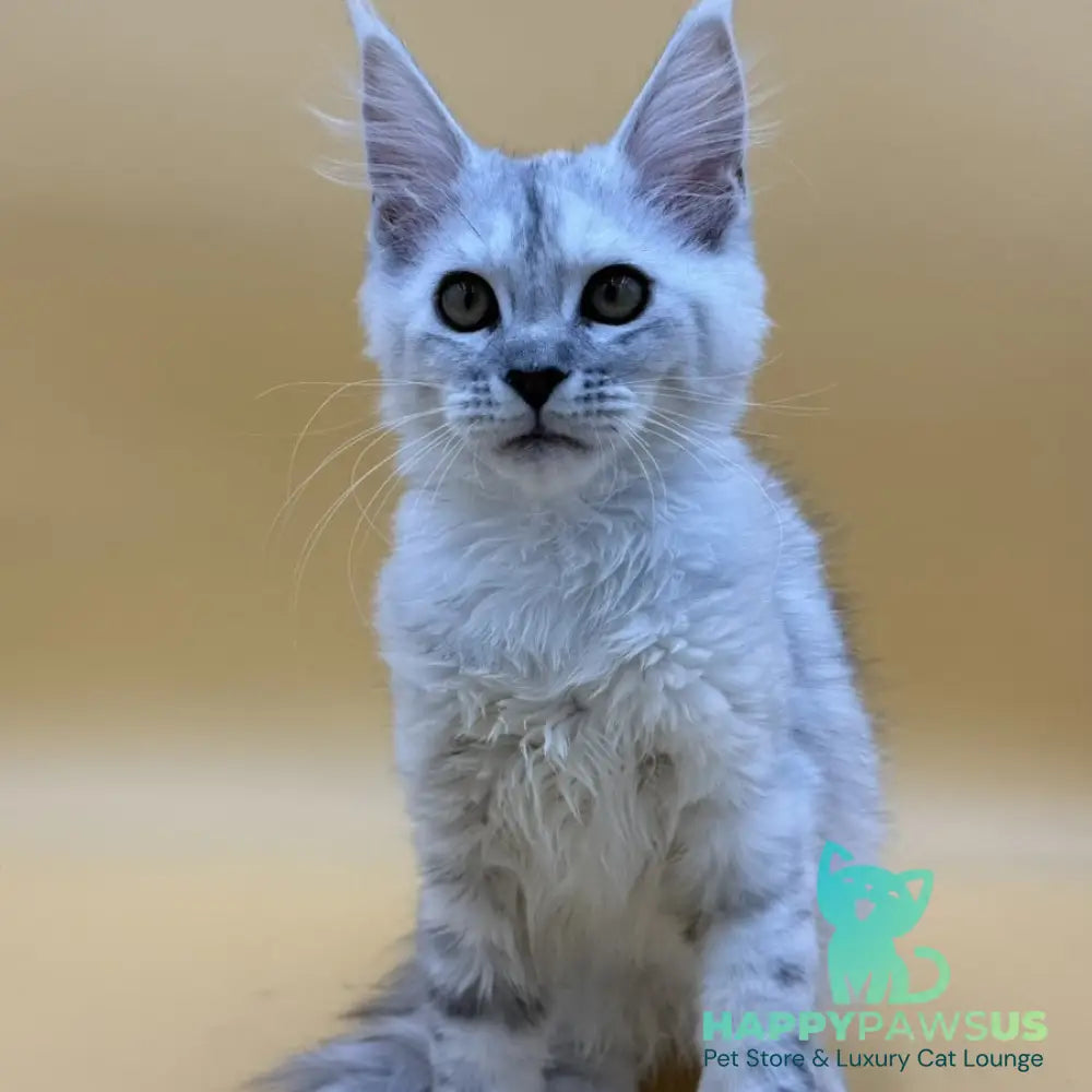 Lindsay Maine Coon female black tortie silver shaded - live animals