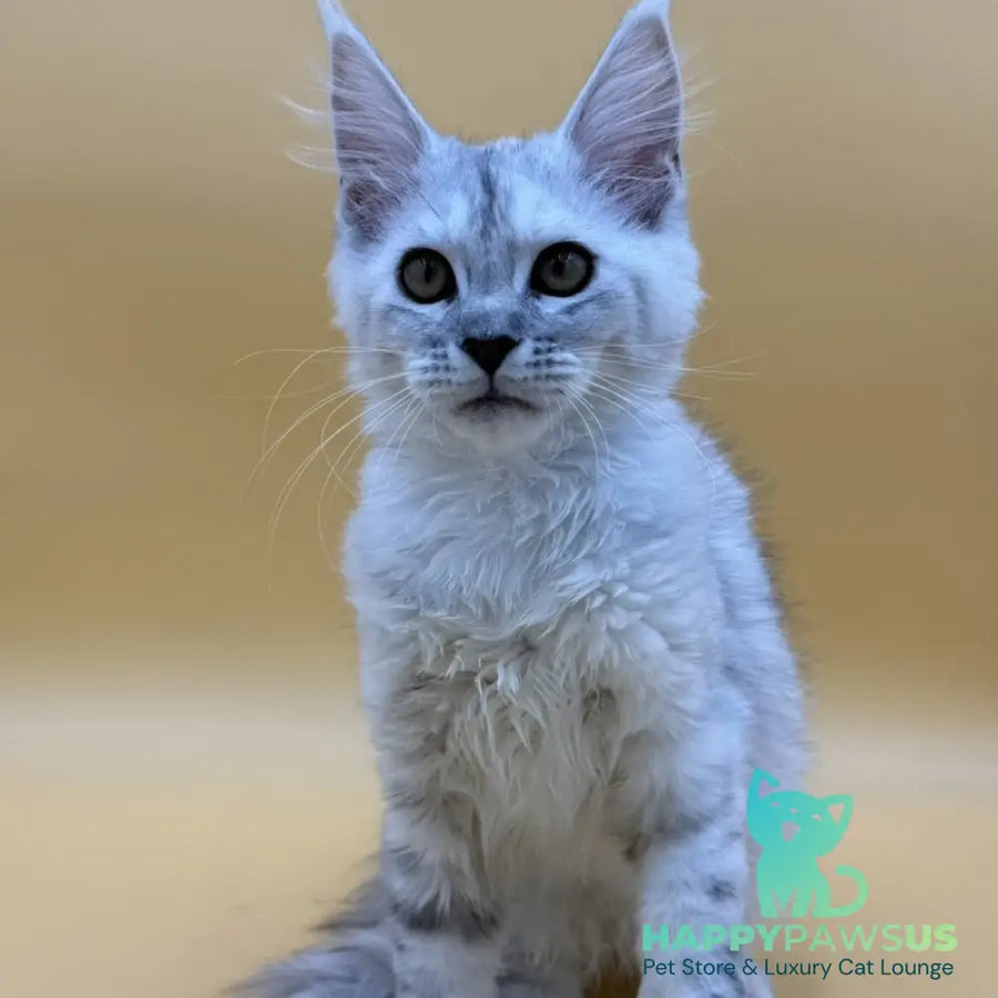 Lindsay Maine Coon female black tortie silver shaded - live animals