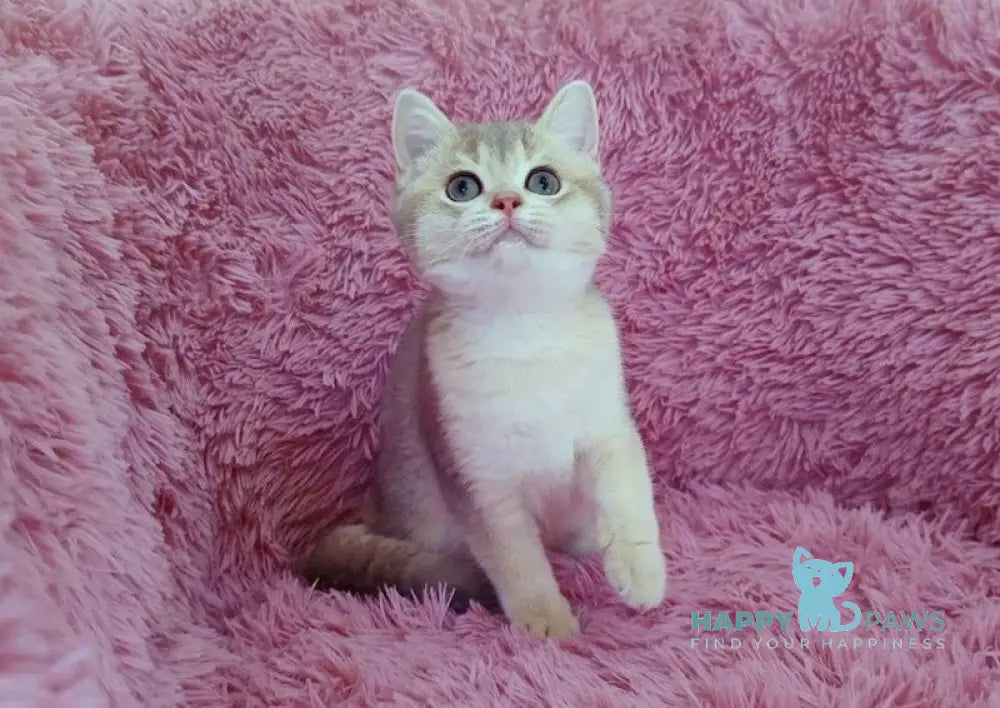 Lioca British Shorthair female blue golden chinchilla live animals