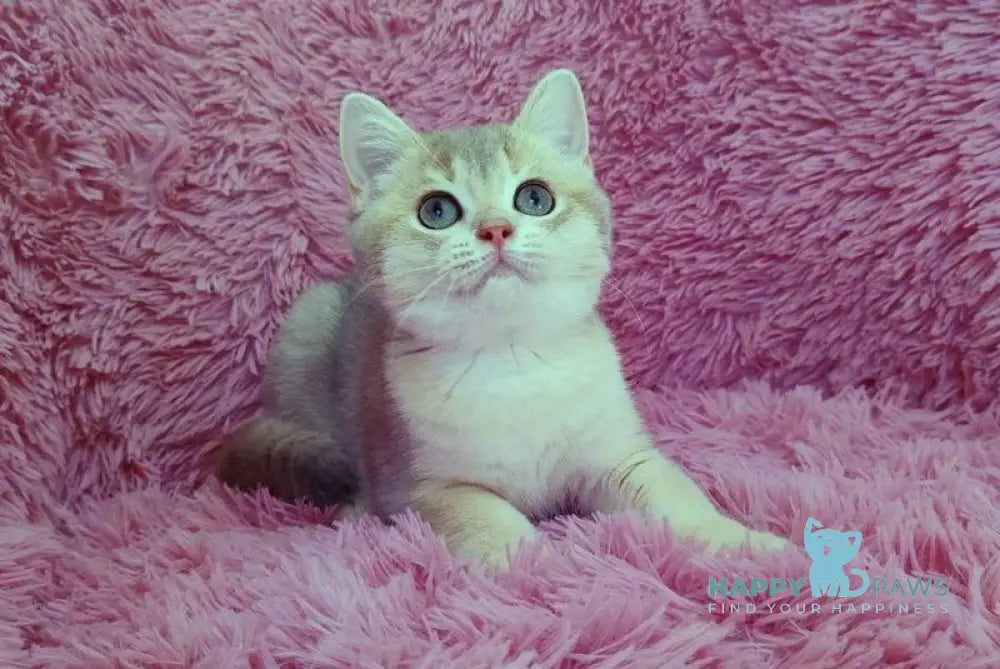 Lioca British Shorthair female blue golden chinchilla live animals