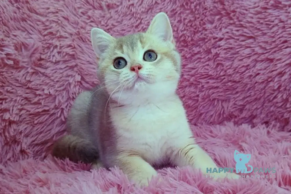 Lioca British Shorthair female blue golden chinchilla live animals