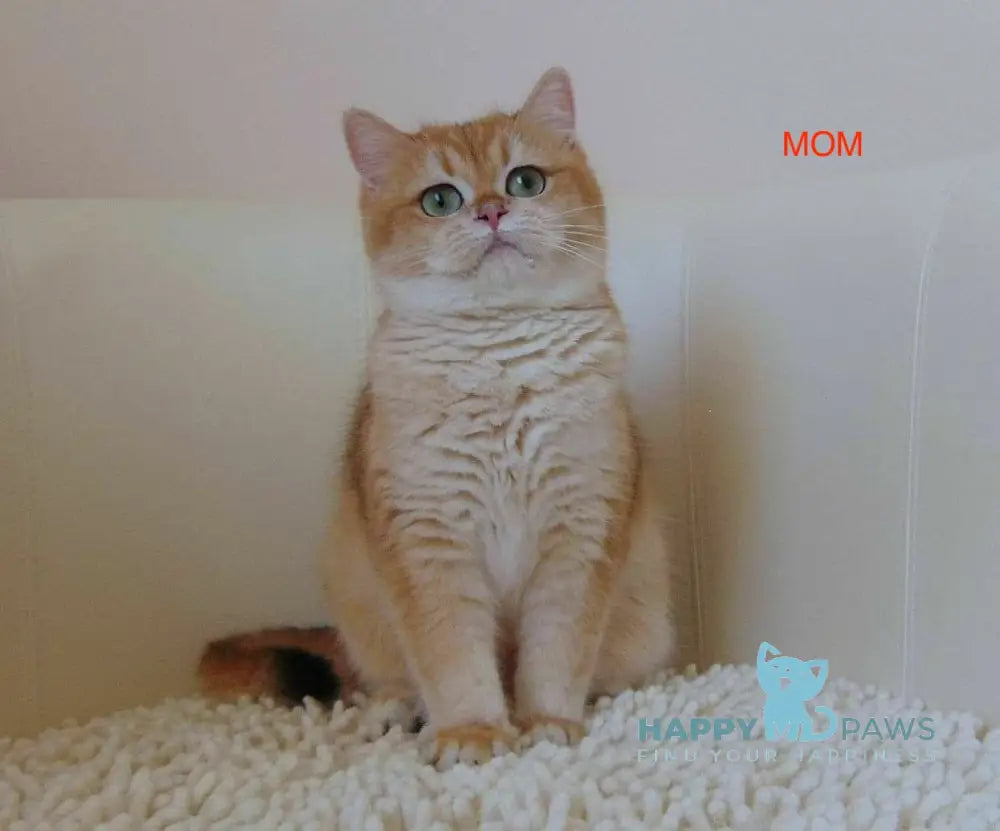 Lion British Shorthair male black golden chinchilla live animals