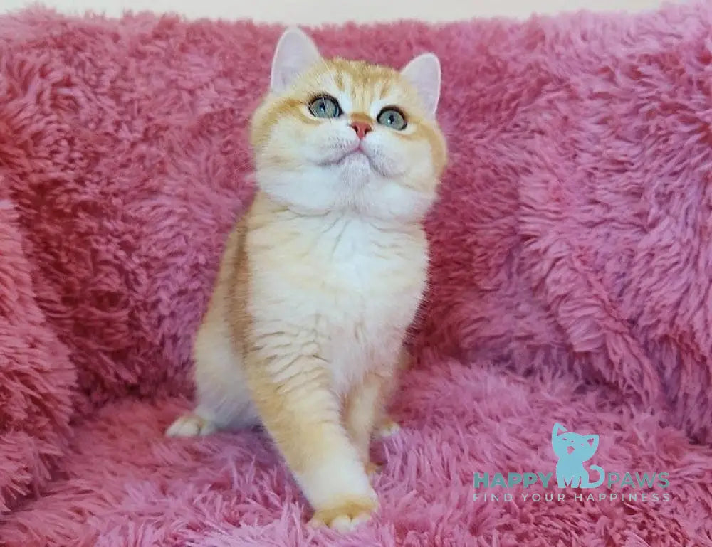 Lion British Shorthair male black golden chinchilla live animals