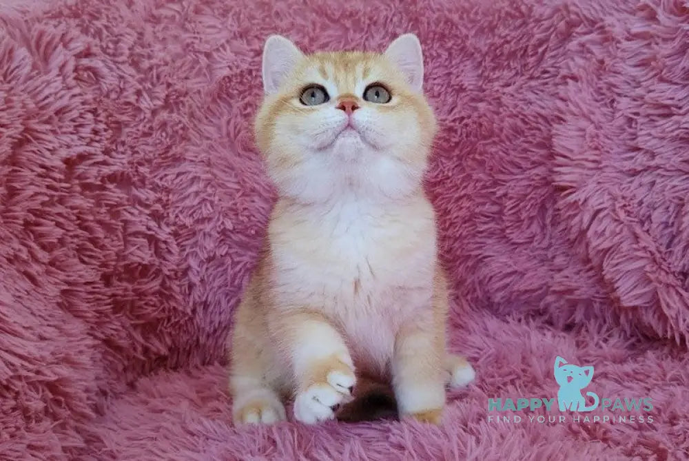 Lion British Shorthair male black golden chinchilla live animals