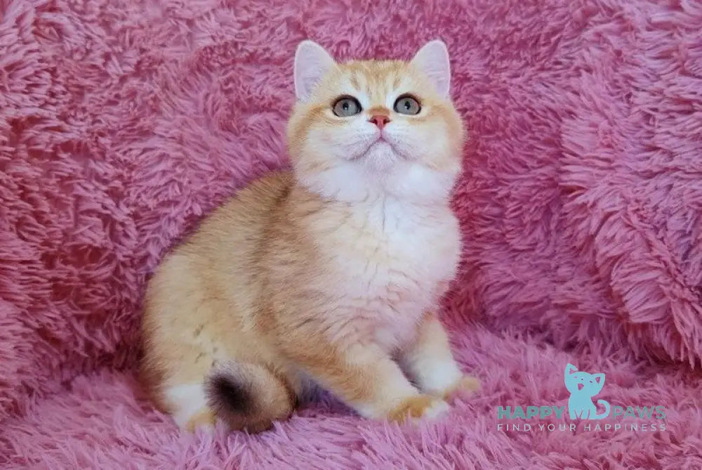 Lion British Shorthair male black golden chinchilla live animals