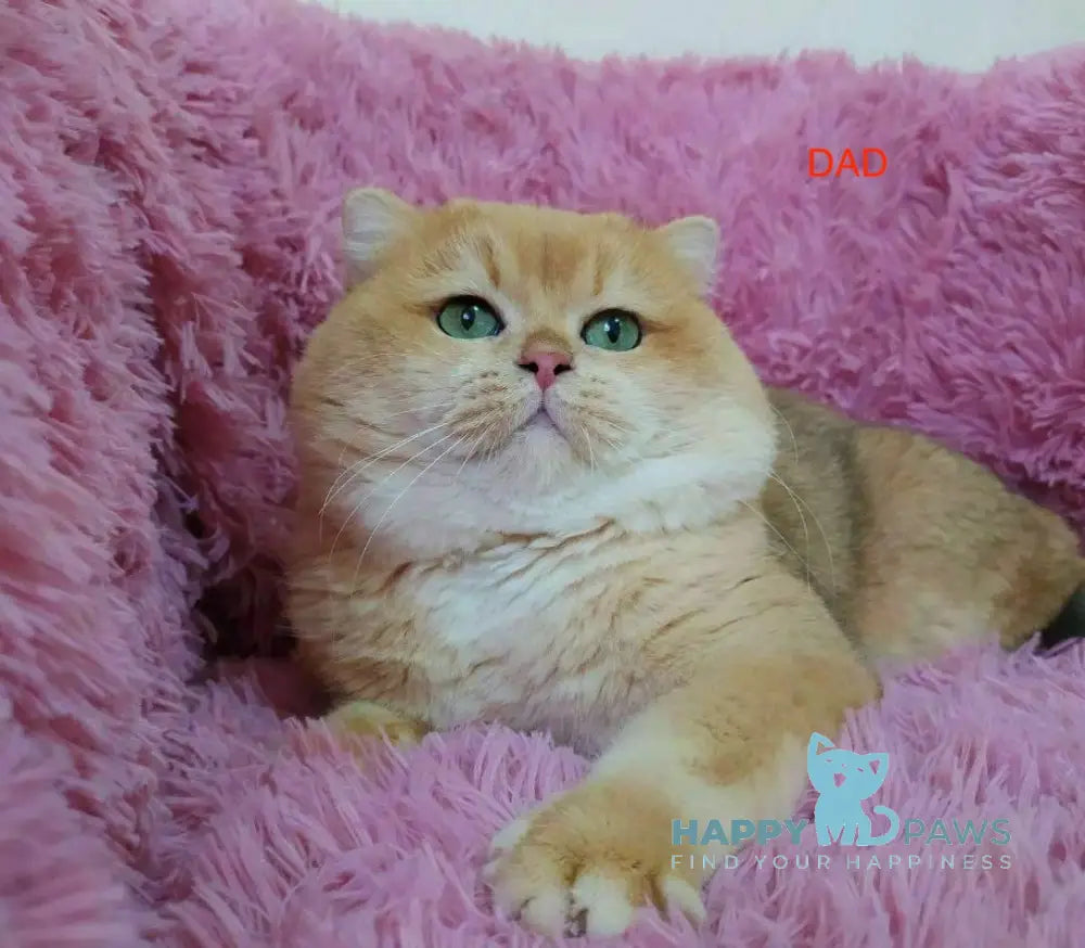 Lion British Shorthair male black golden chinchilla live animals