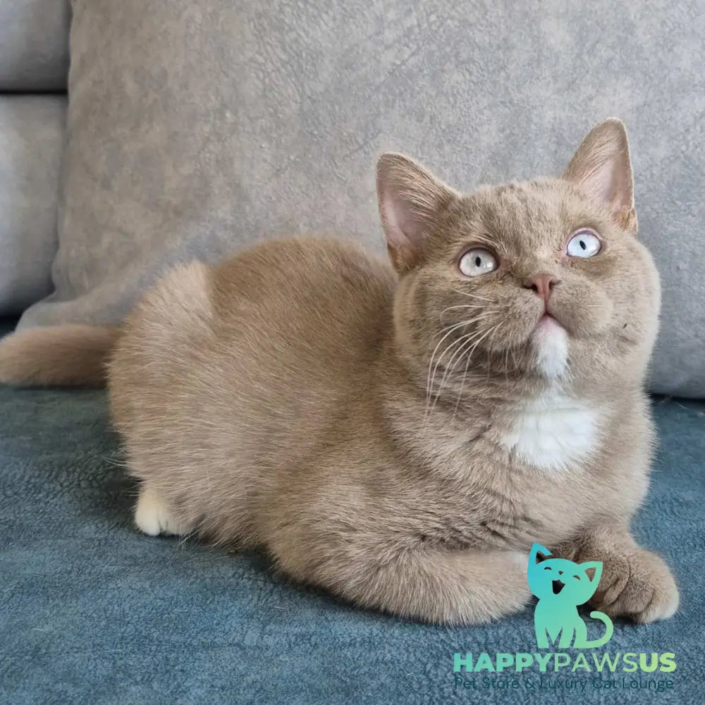 Lion British Shorthair male fawn with white - live animals