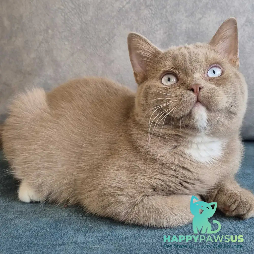 Lion British Shorthair male fawn with white - live animals