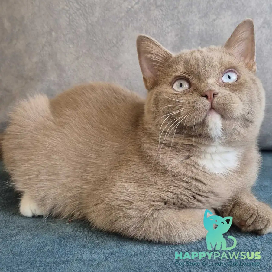 Lion British Shorthair male fawn with white - live animals