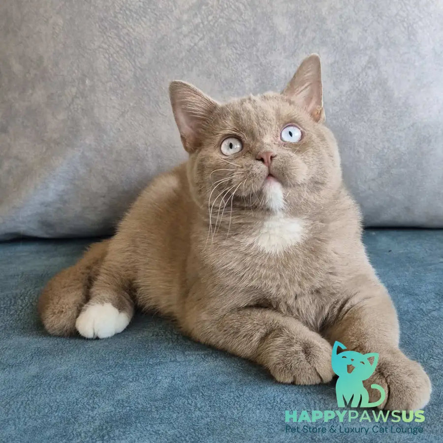Lion British Shorthair male fawn with white - live animals