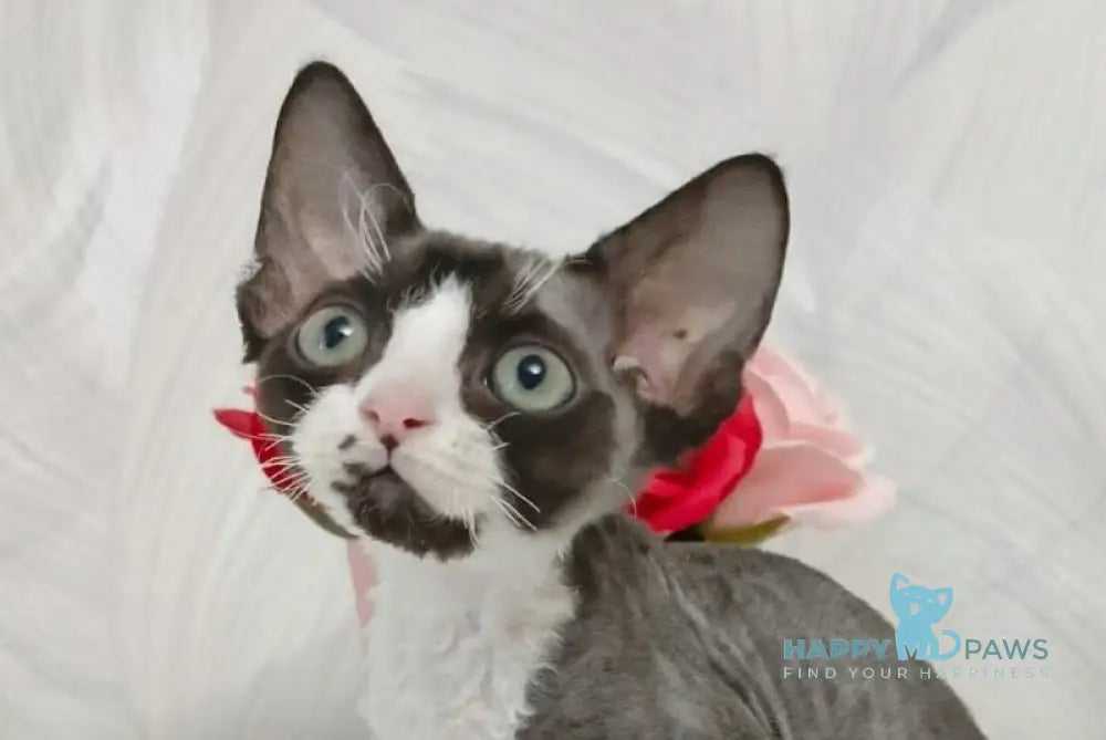 Lion Devon Rex male black bicolour live animals