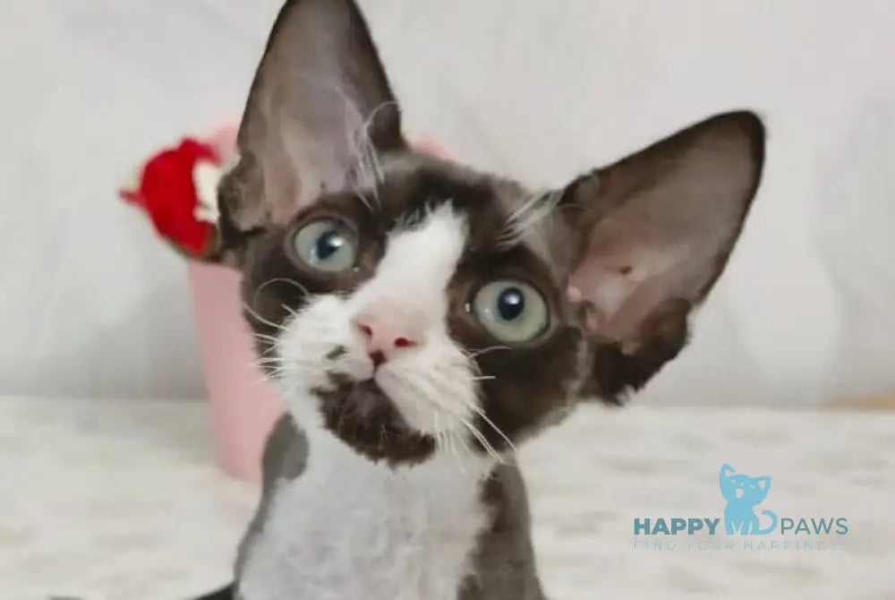 Lion Devon Rex male black bicolour live animals