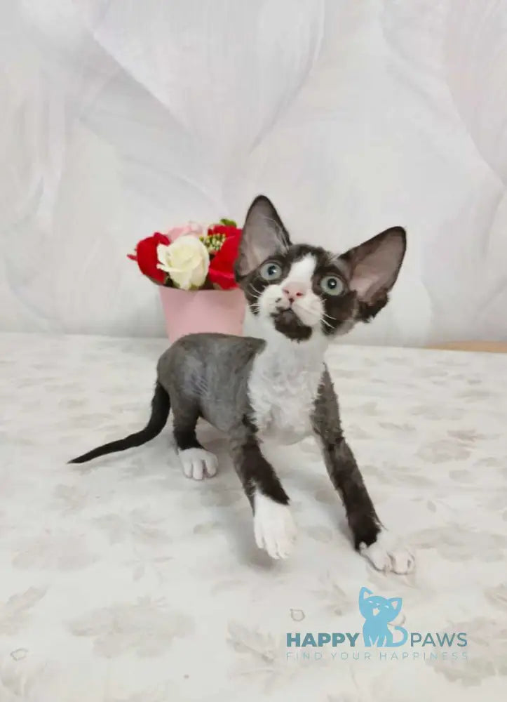 Lion Devon Rex male black bicolour live animals