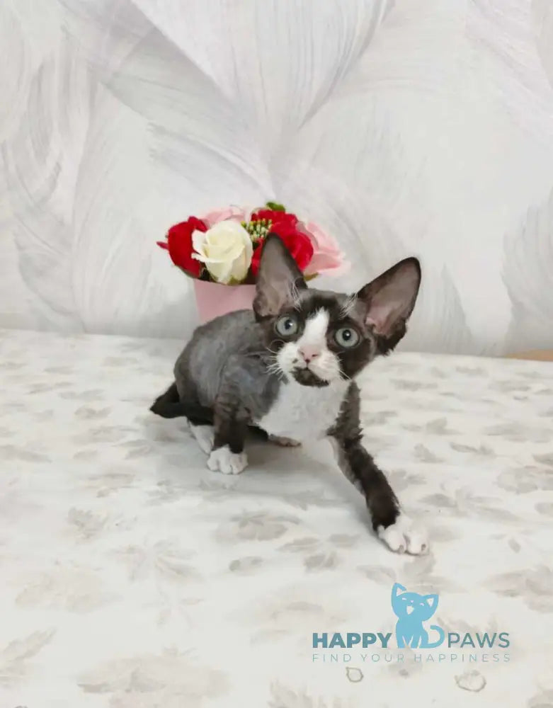 Lion Devon Rex male black bicolour live animals