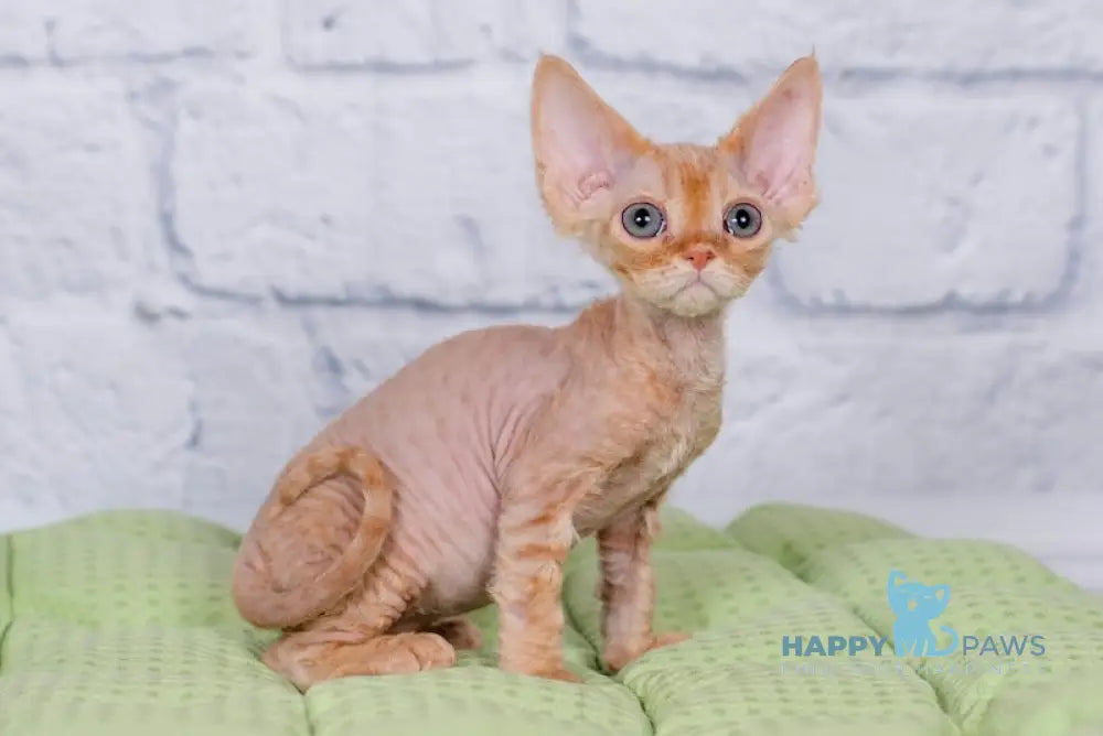 Lion Devon Rex male red live animals