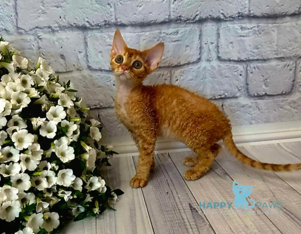 Lion Devon Rex male red live animals