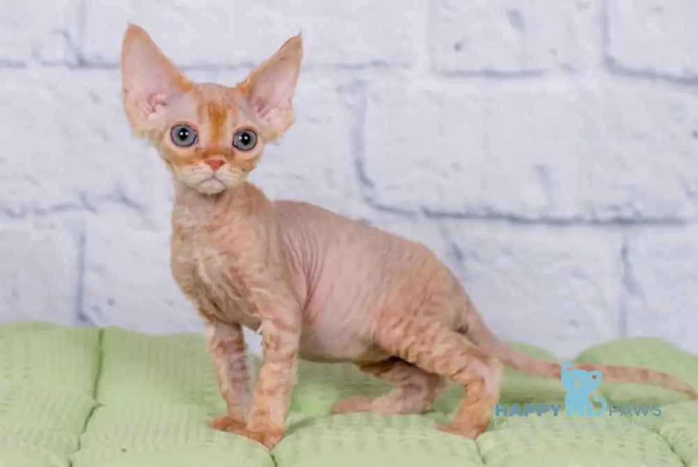 Lion Devon Rex male red live animals