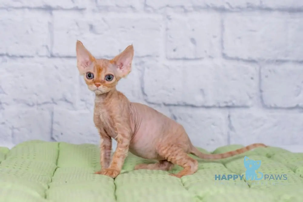 Lion Devon Rex male red live animals