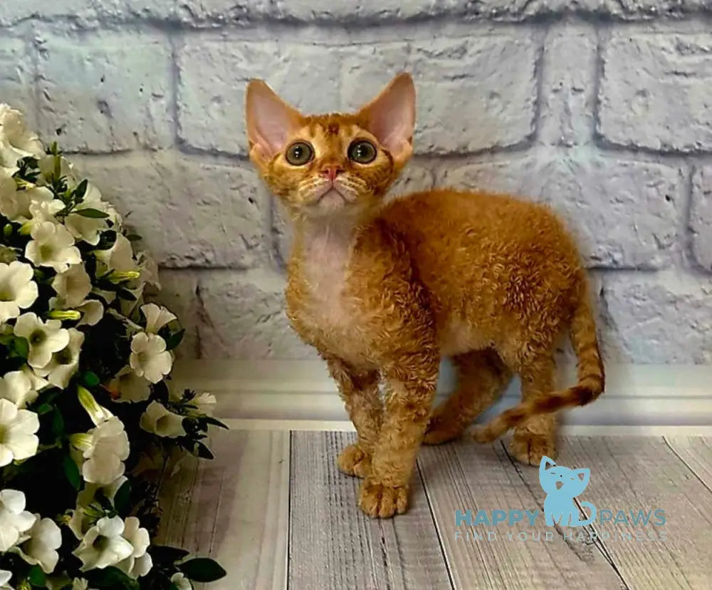Lion Devon Rex male red live animals