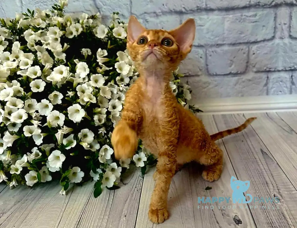 Lion Devon Rex male red live animals